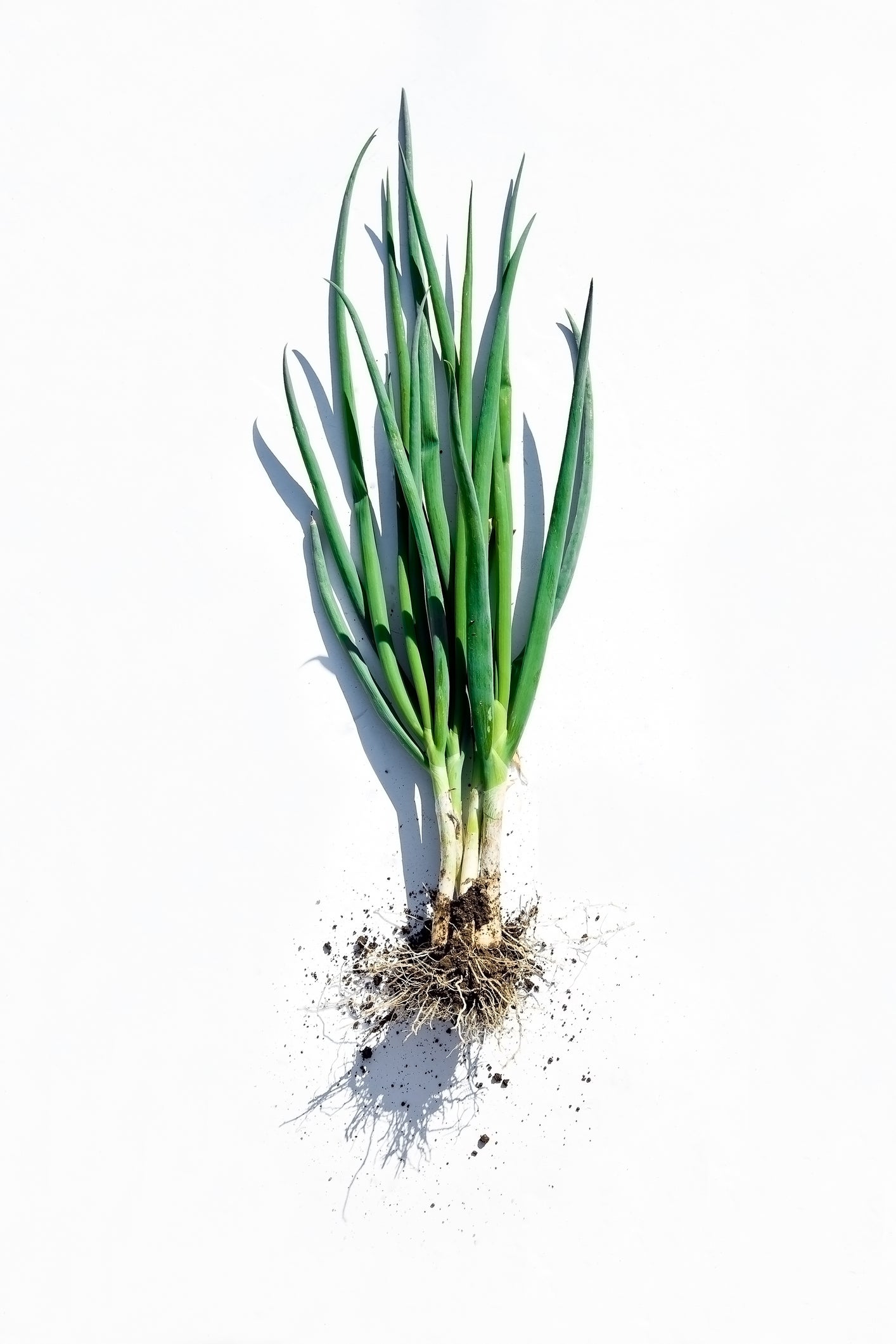 image of welsh onion