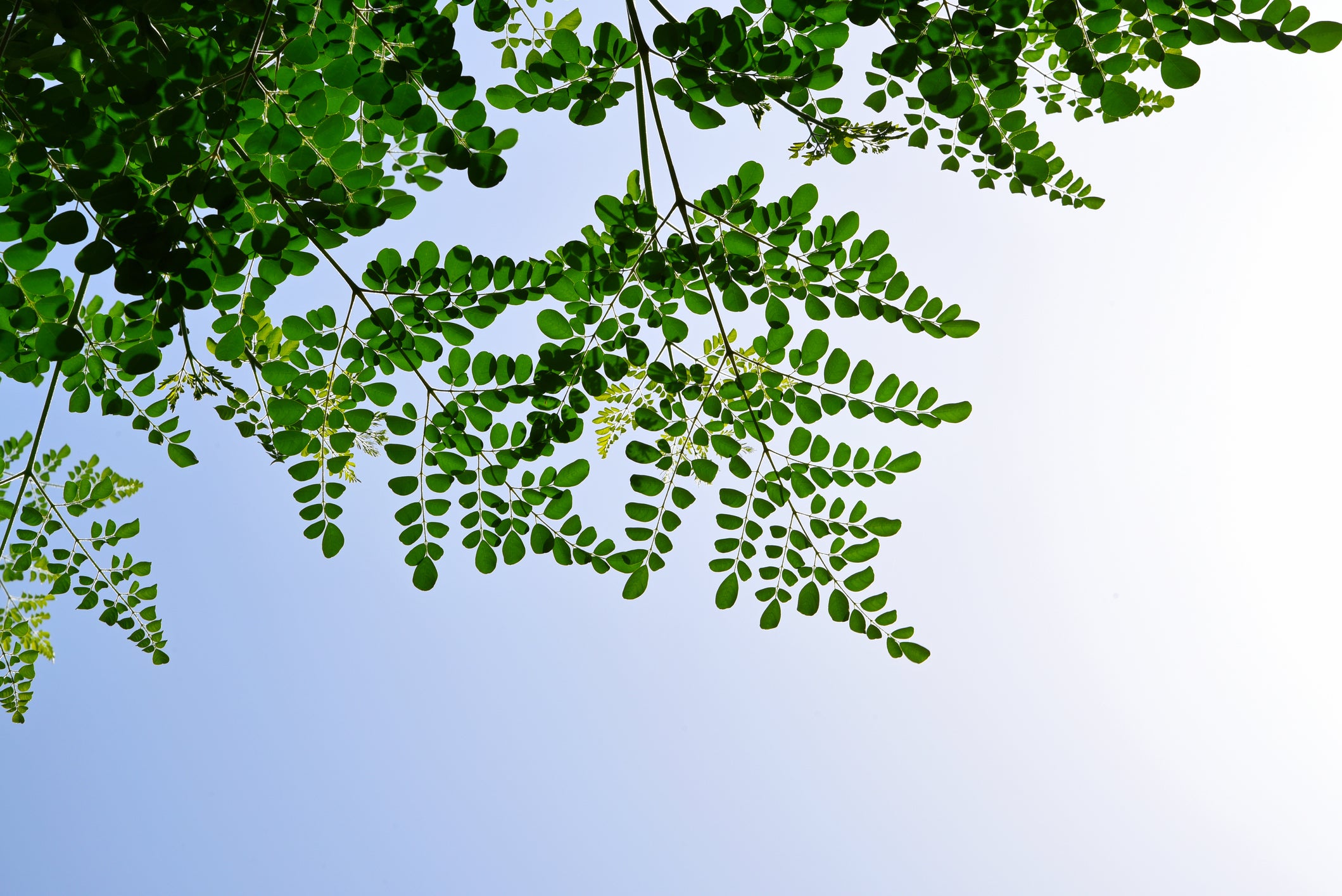 Moringa Leaf - Drumstick Tree