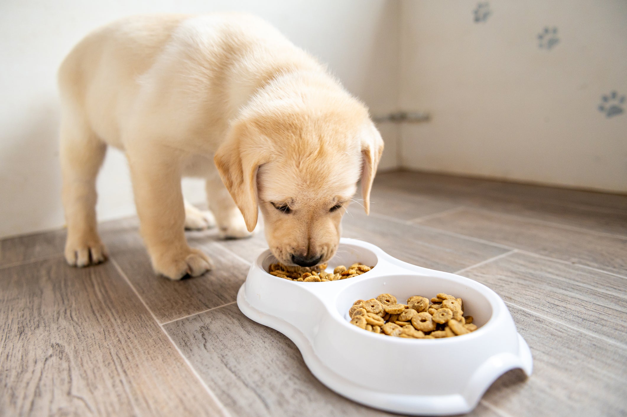 Is Vegan Dog Food Right for Your Pet Here s What the Research Says