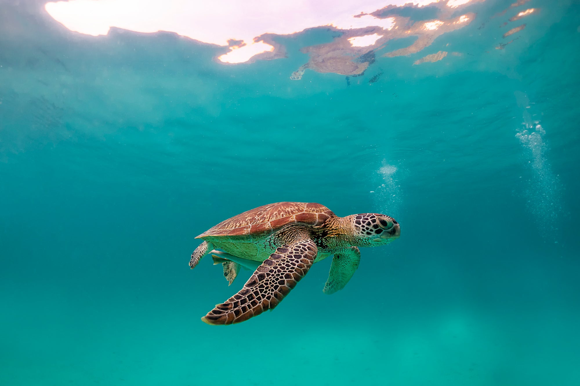 Marine Life Harmed Most by Plastic In Florida Than Other States | The Beet